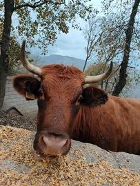 Vacca Limousine x pezzata rossa con vitellino