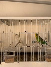 Cocorite