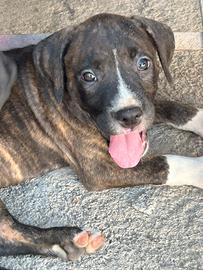 Pitbull