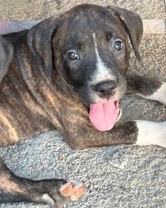 Pitbull