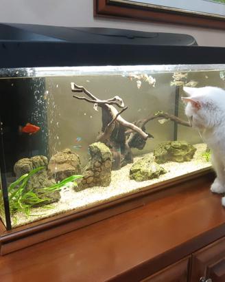 acquario 