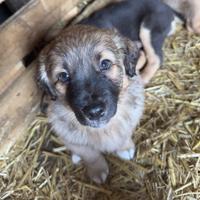 Cuccioli di due mesi