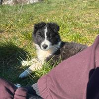 Cuccioli dí border collie