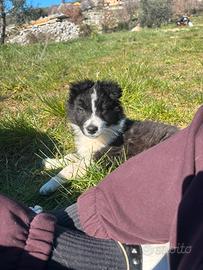 Cuccioli dí border collie