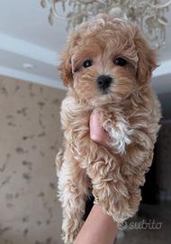 Maltipoo Toy