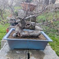 bonsai di faggio