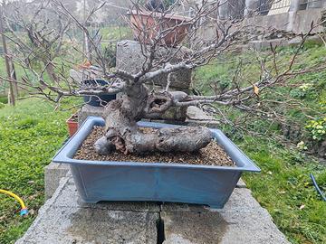 bonsai di faggio