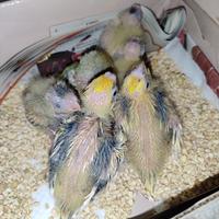 Pulli da imbecco di calopsite