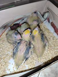 Pulli da imbecco di calopsite