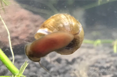 Lumache Planorbarius corneus