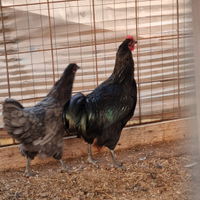 Galli australorp