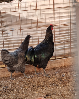 Galli australorp