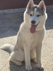 Siberian Husky