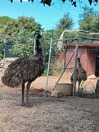 Emu di 2 anni