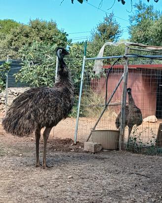 Emu di 2 anni