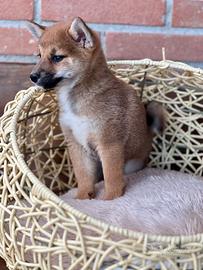 Strepitosi Shiba Inu