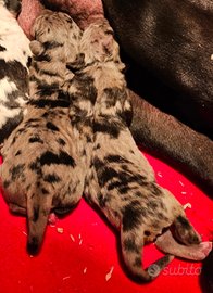 Cuccioli di alano merle con pedigree