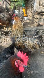 Gallo