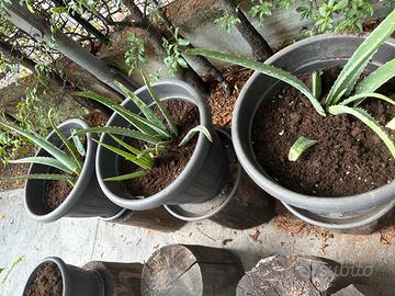 Pianta aloe vera