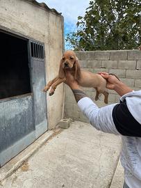 Cuccioli da caccia