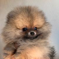 Pomerania mini mini