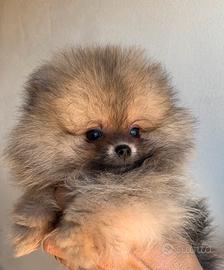 Pomerania mini mini