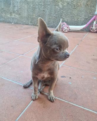 Speciale cucciolo di chihuahua