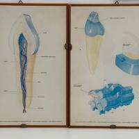 Coppia di tavole anatomiche vintage