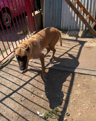 Malinois femmina