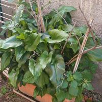 Calla