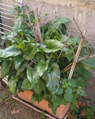Calla