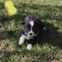 Cuccioli di Border Collie