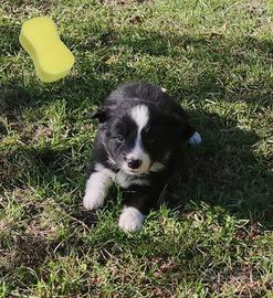 Cuccioli di Border Collie