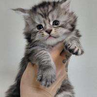 Cuccioli maine coon