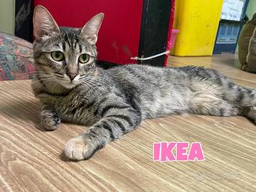 IKEA E YOGA gattine di 6 mesi