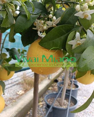 Pianta di Pompelmo Star Ruby o Rosa - Foto reale