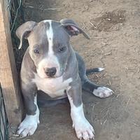 Pitbull blue nose
