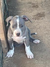 Pitbull blue nose
