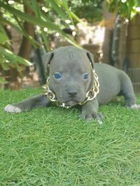 Pitbull tricolor e blue nose
