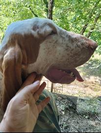 Cuccioli di Bracco Italiano con Pedigree ENCI