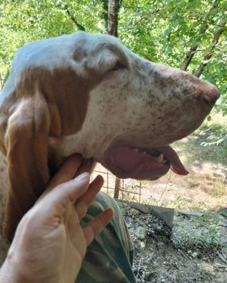 Cuccioli di Bracco Italiano con Pedigree ENCI