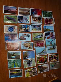 lotto completo carte Despar 
