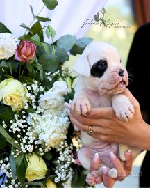 Cuccioli Boxer