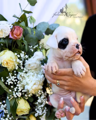 Cuccioli Boxer