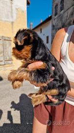 Cuccioli Yorkshire terrier
