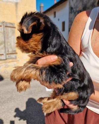 Cuccioli Yorkshire terrier