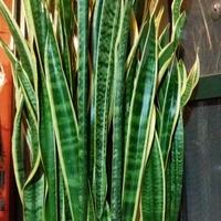 Sansevieria pianta