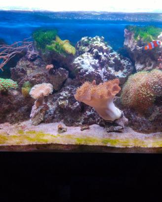 Acquario marino