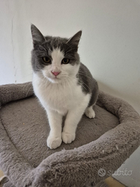 Dolcissima gattina d pochi mesi
