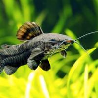 Megalechis thoracata